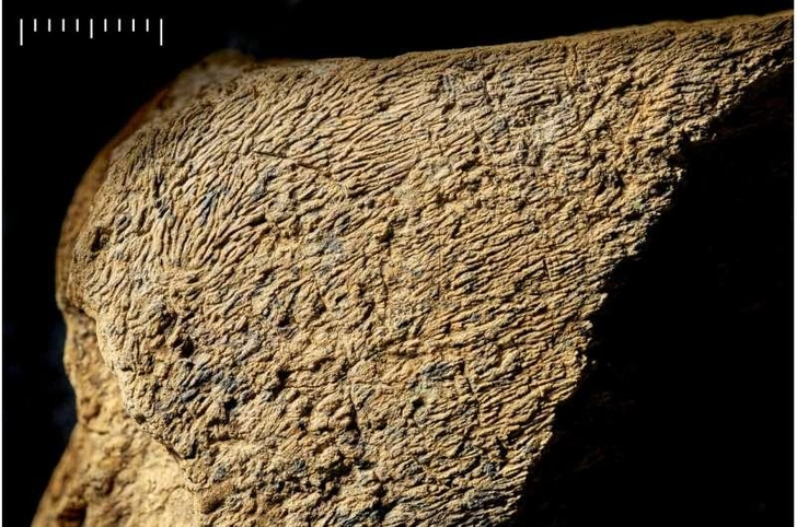 Доисторический молоток из слоновой кости возрастом 500 000 лет признали самым древним в Европе
