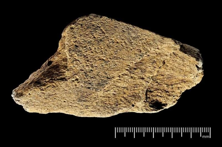Доисторический молоток из слоновой кости возрастом 500 000 лет признали самым древним в Европе
